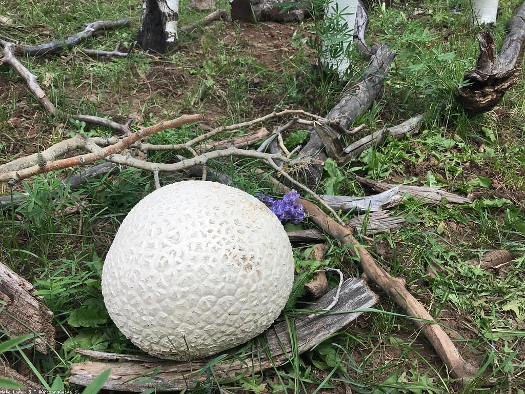 ផលប៉ះពាល់វប្បធម៌នៃល្បែងល្បី